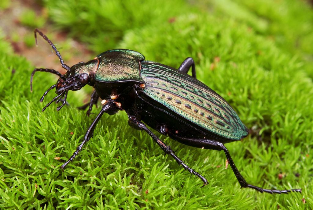 Carabus cancellatus